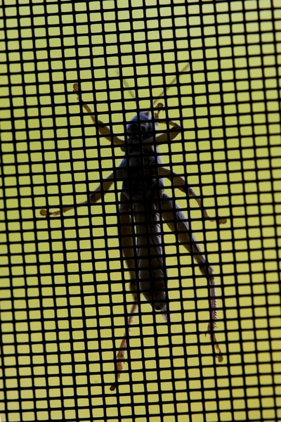 Grasshopper On Insect Net — Stock Photo, Image