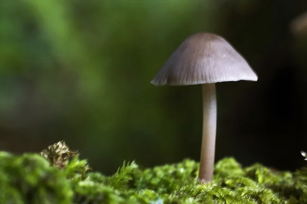 Close-Up Of Mushroom — Stock Photo, Image