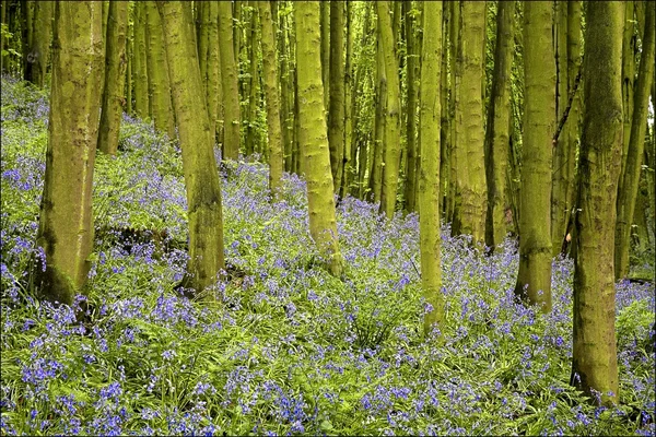 Bluebell wrażenie drewna — Zdjęcie stockowe