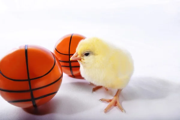 Pulcino con palloni da basket — Foto Stock