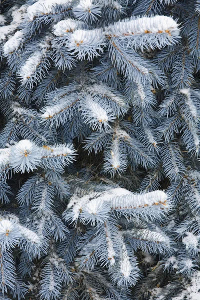 Succursales d'épinette bleue recouvertes de neige — Photo