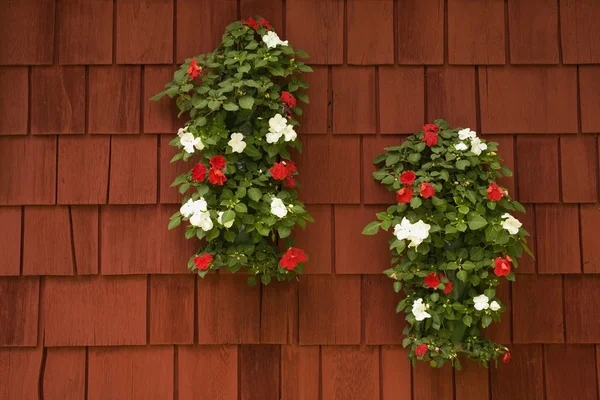 Impatiens fiori — Foto Stock