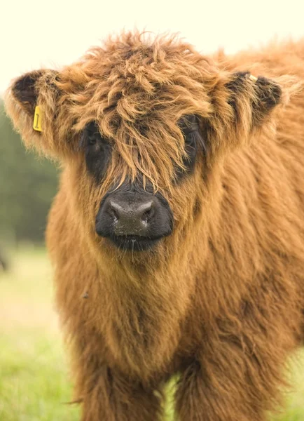 Highland Cattle Calf, Skotlanti — kuvapankkivalokuva