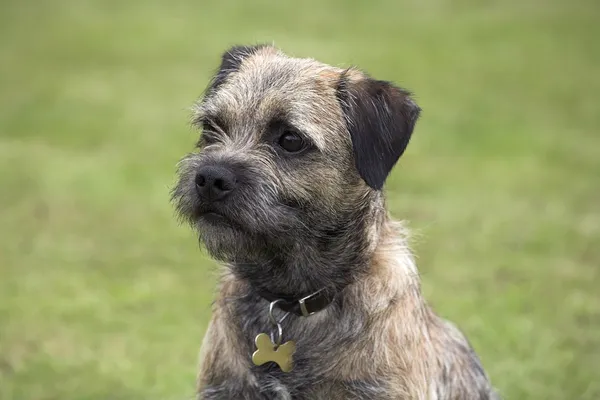 Border Terrier — Stock Photo, Image