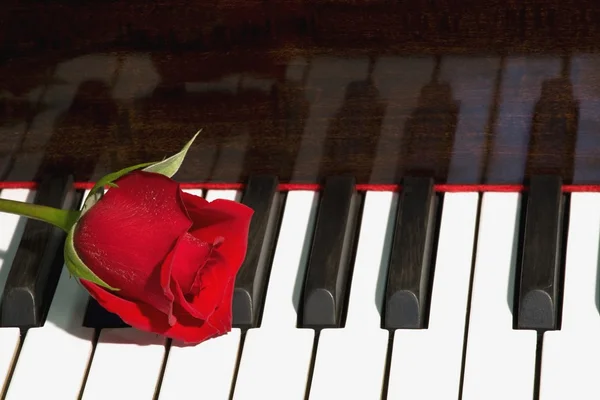 Rosa en el piano — Foto de Stock