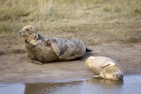 Szare uszczelki (halichoerus Gryposa), donna zakątek, lincolnshire, Anglia. uszczelki i uszczelnienia szczenię spoczywa na ziemi — Zdjęcie stockowe