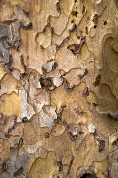 Écorce d'arbre — Photo