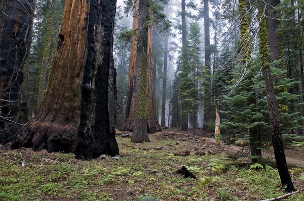 Sequoia national park