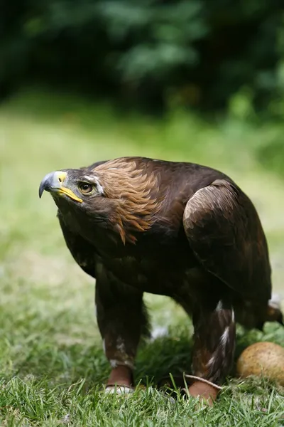 Águia dourada (Aquila Chrysaetos) com ovo — Fotografia de Stock