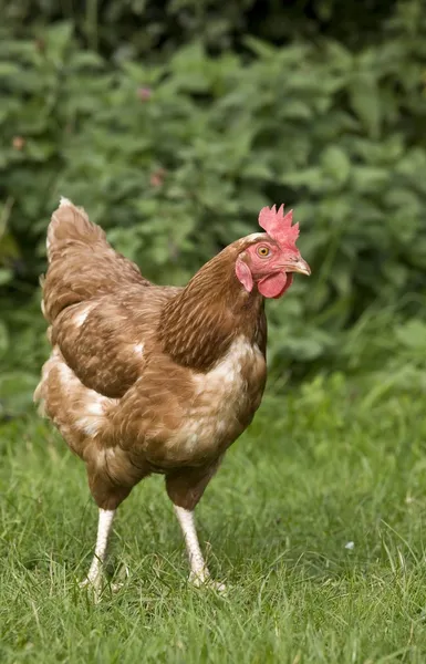 Poulet dans un champ — Photo