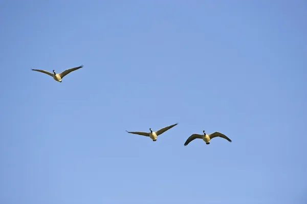 Gruppe von Gänsen fliegt — Stockfoto