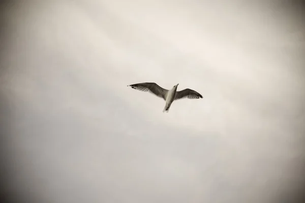 Pták v letu — Stock fotografie