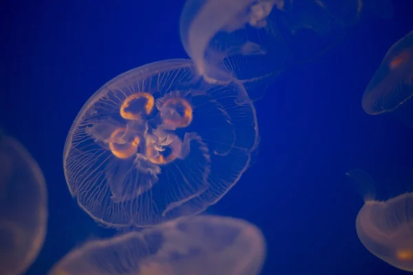 Moon Jellyfish — Stock Photo, Image