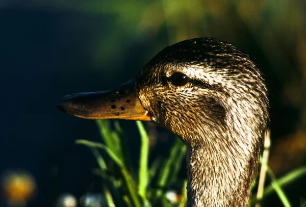 Female Mallard Duck — Zdjęcie stockowe
