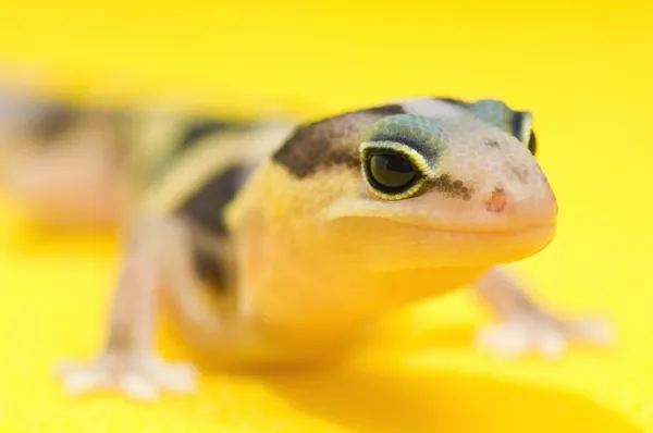 Afrikanischer Dickschwanzgecko — Stockfoto