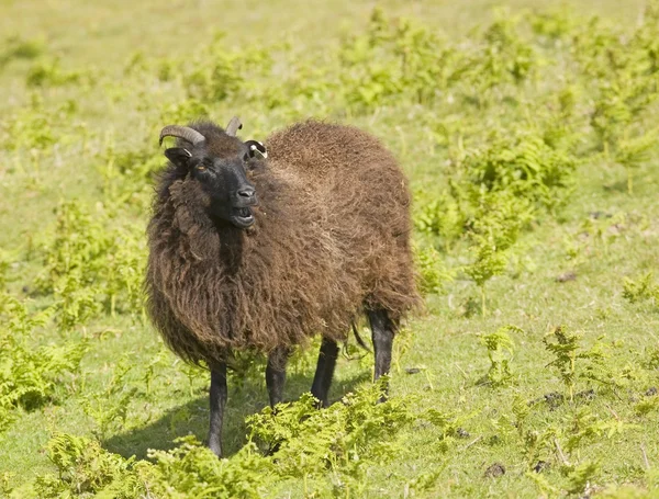 Czarnych owiec (ovis aries) — Zdjęcie stockowe