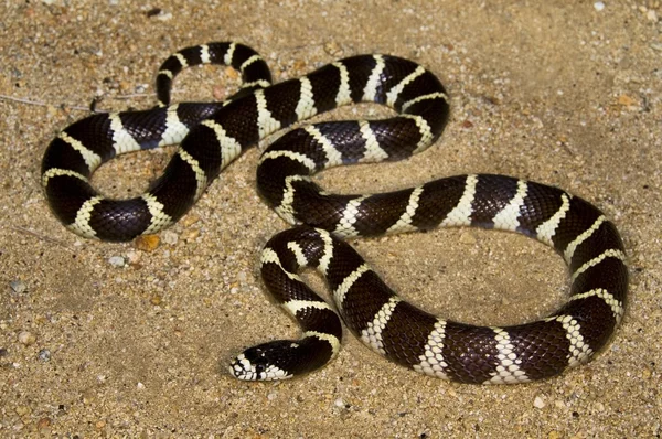 Desert animals Stock Photos, Royalty Free Desert animals Images | Depositphotos Desert animals Stock Photos, Royalty Free Desert animals Images | Depositphotos