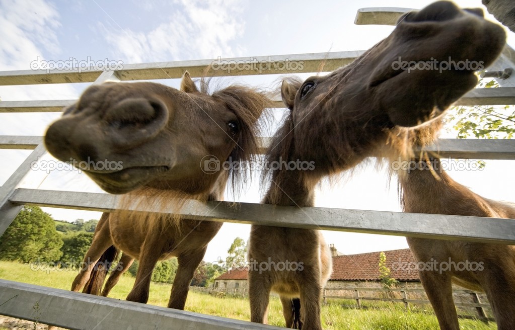 North Yorkshire, England. Horses Looking Through Fence