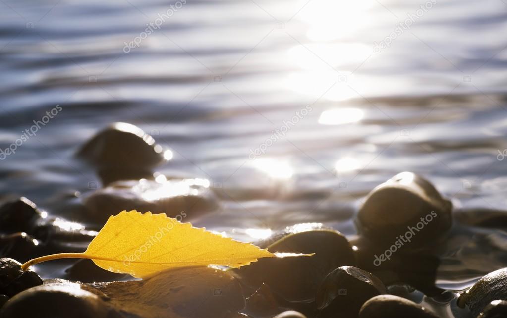 An Autumn Leaf On Rocks In Water