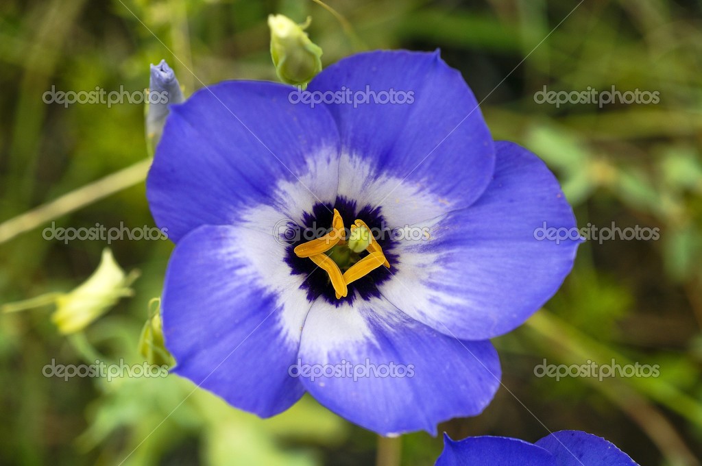 Texas Bluebell Flower Royalty Free Photo Stock Image By C Designpicsinc 31794283