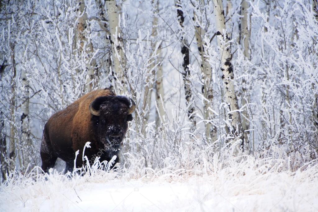 Bison In The Snow, Elk Island National Park, Alberta, Canada