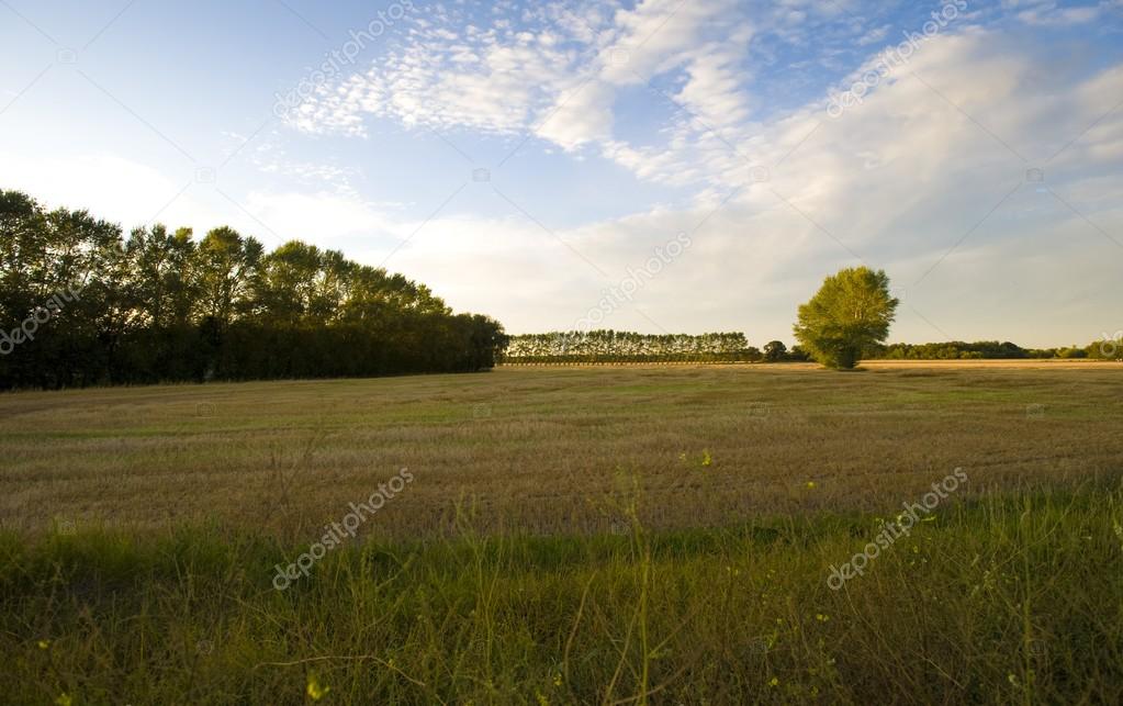 Fields Of Manitoba, Canada