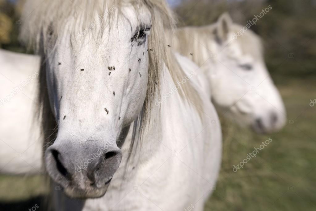 Two White Horses Stock Photo by ©DesignPicsInc 31795367