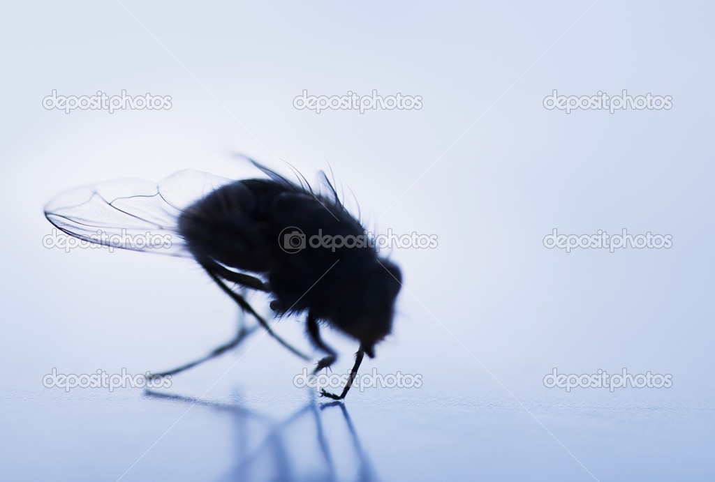 Silhouette Of A Fly