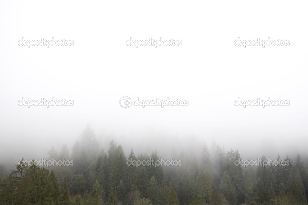 Fog Over Forest