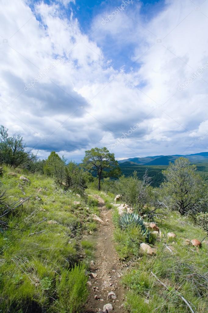 New Mexico, USA. Hiking Trail In The Gila Mountains