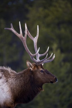 Erkek geyik (cervus canadensis)