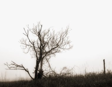 ölmek üzere olan ağaç siluet