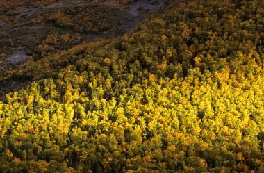 Forest In Fall, Gros Morne National Park, Newfoundland, Canada clipart