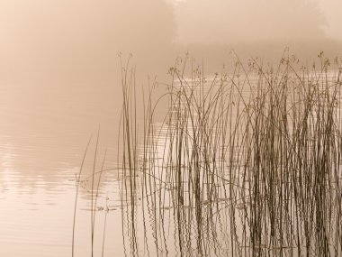 Lake of woods, ontario, Kanada, bir göl kenarında sis