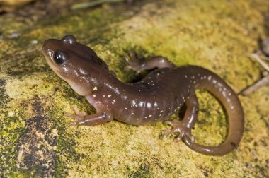 ağaç semender (aneides lugubris)