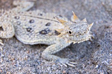 düz uçlu boynuzlu kertenkele (phrynosoma mcallii)