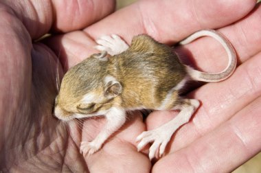 A Baby Chisel-Toothed Kangaroo Rat (Dipodomys Microps) Being Held In A Hand clipart