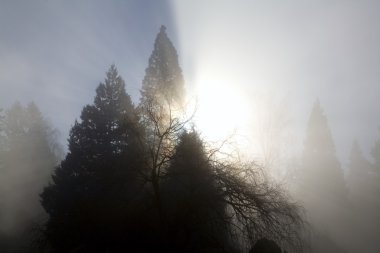 ağaçlar ve sis, willamette valley, oregon, ABD ile parlayan güneş