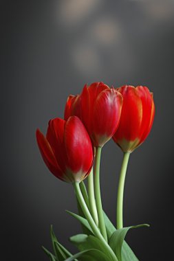 üç kırmızı lale