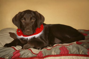 köpek tasması var Noel