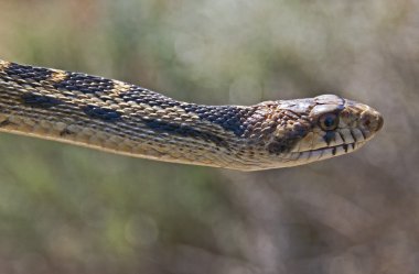 büyük havza gopher yılanı (pituophis catenifer deserticola)