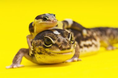 üst üstüne yatan bebek Afrika yağlı kuyruklu gecko
