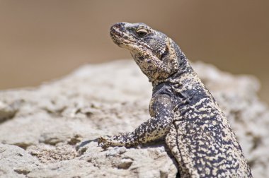 Bukalemun (sauromalus bırakmayın)