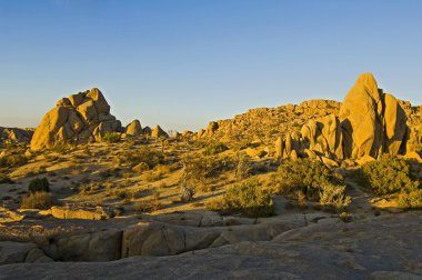 Joshua Tree Ulusal Parkı, Kaliforniya