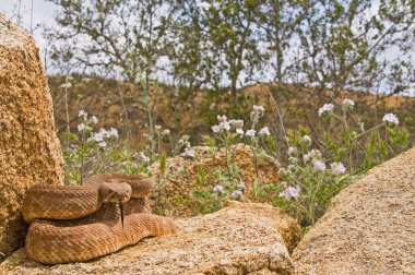 kırmızı elmas çıngıraklı yılan (crotalus ruber)