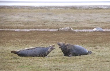 Gray Seal (Halichoerus Grypus), Donna Nook, Lincolnshire, England. Adult Seal Communicating clipart