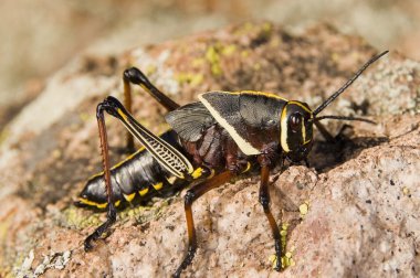 A Colorful Lubber Grasshopper (Brachystola Magna) Walking On A Boulder clipart