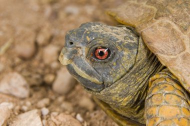 çöl kutusu kaplumbağa (terrapene ornata luteola)
