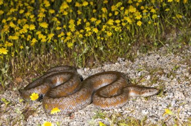 kıyı pembe boa (lichanura trivirgata roseofusca)