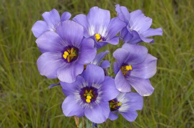 texas bluebell çiçek çiçeklenme